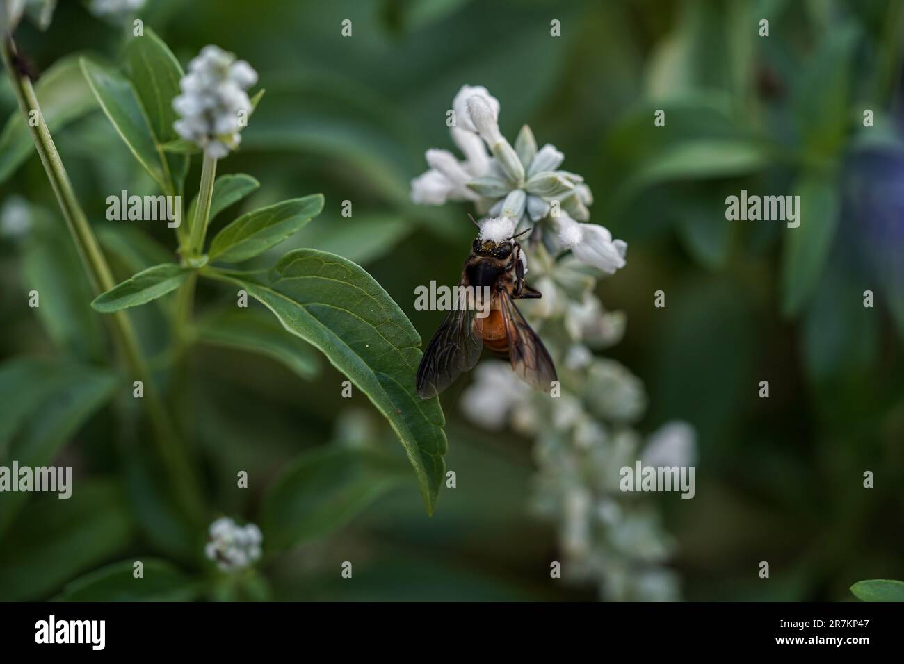 Harmony with Nature: Honey Bee and Nature's Creations Stock Photo