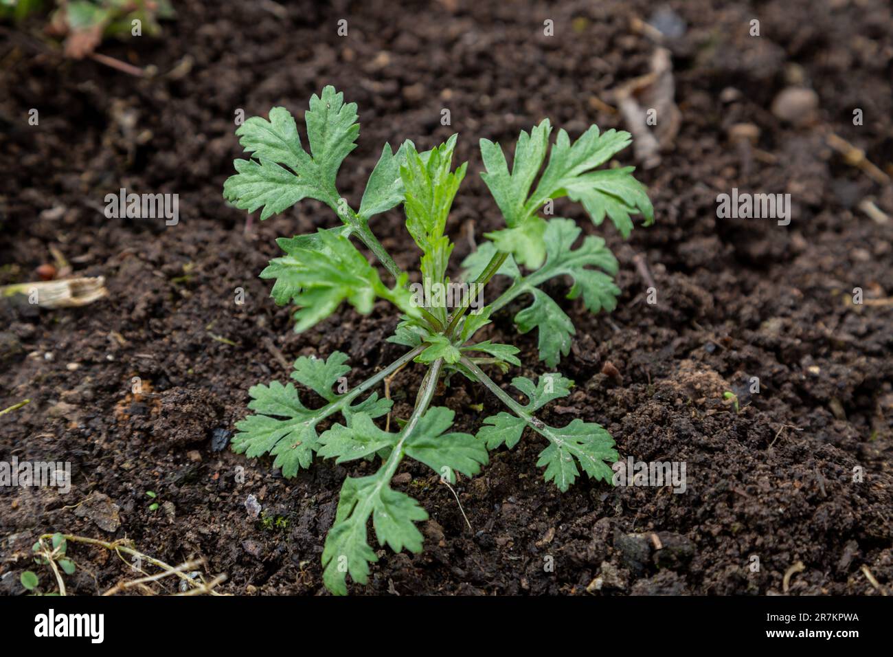 wormwood weed in the garden Stock Photo - Alamy