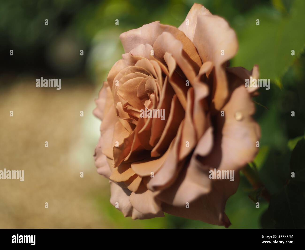 Coffee coloured flower hi-res stock photography and images - Alamy