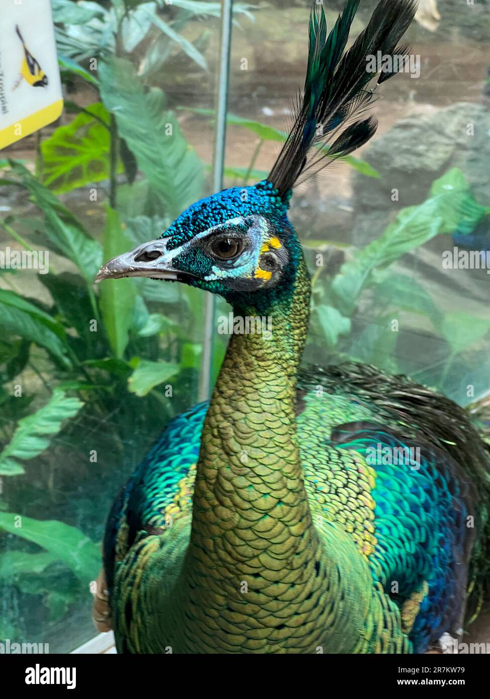 New York City, New York, USA. 23 June 2022. Peacock on display at The