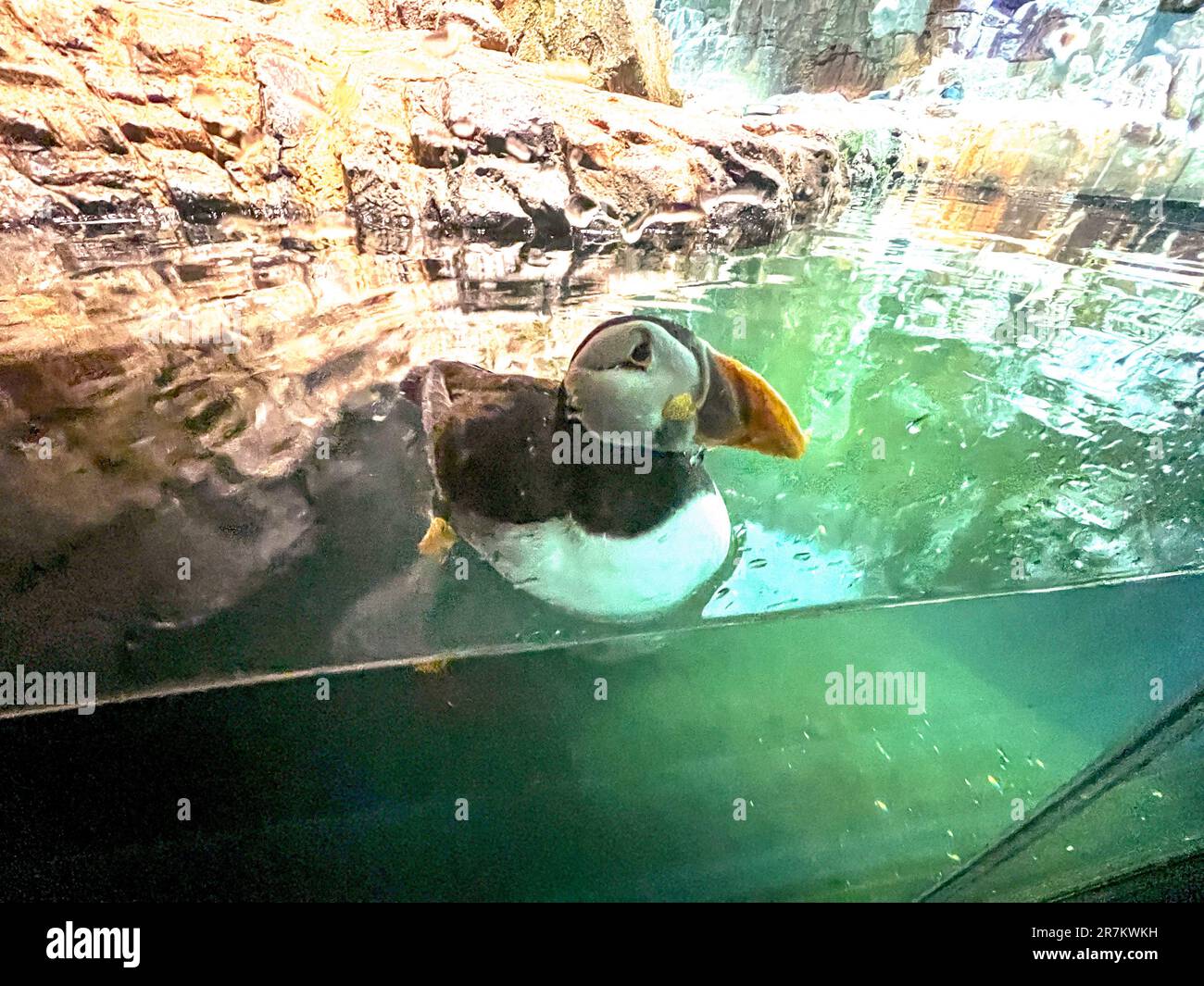 New York City, New York, USA. 23 June 2022. Puffin on display at The