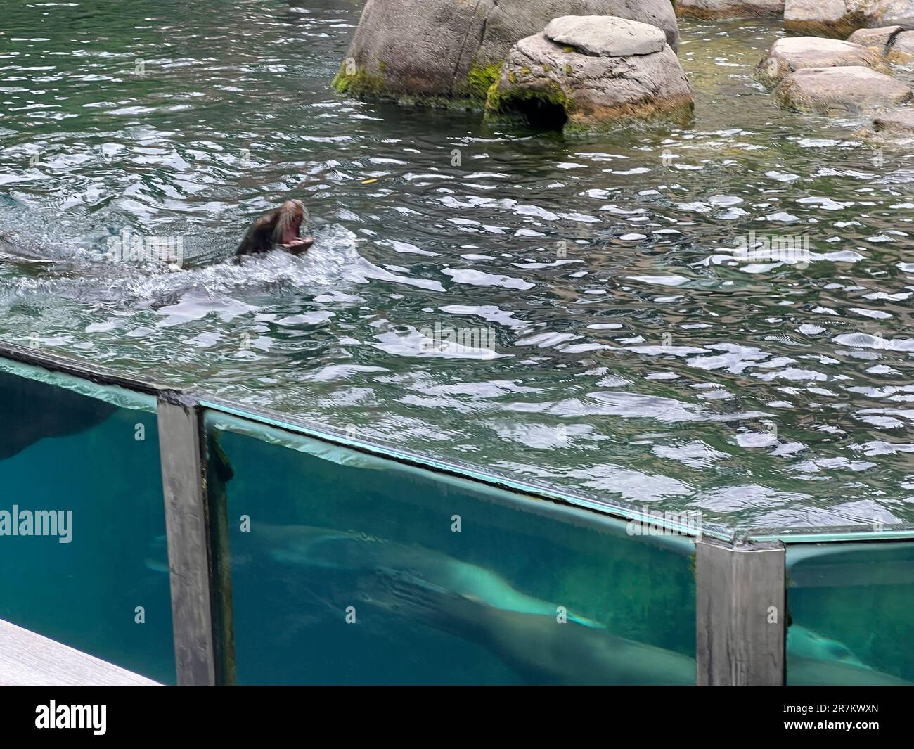 New York City, New York, USA. 23 June 2022. Sean Lions on display at