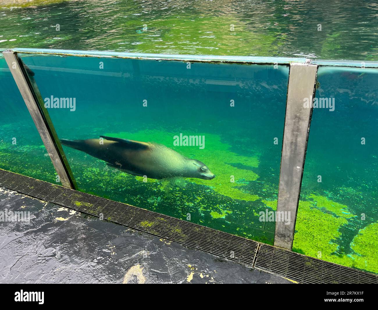 New York City, New York, USA. 23 June 2022. Sean Lions on display at