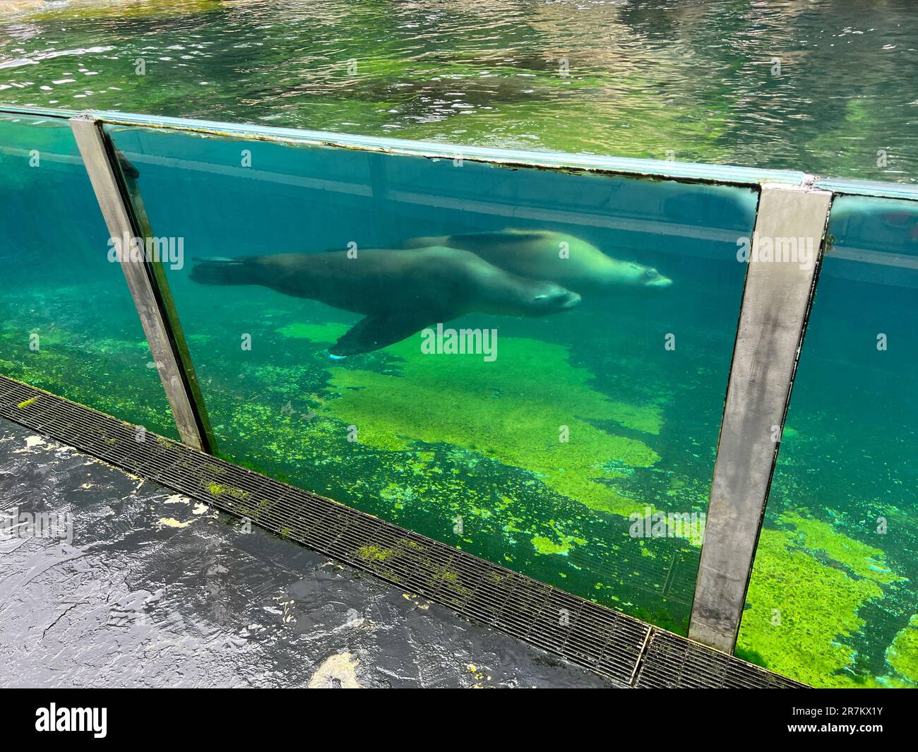 New York City, New York, USA. 23 June 2022. Sean Lions on display at