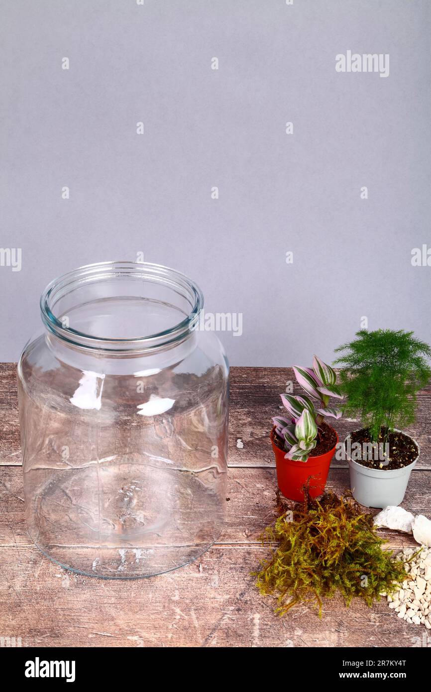 Glass jar and houseplants to make an indoor terrarium garden Stock Photo