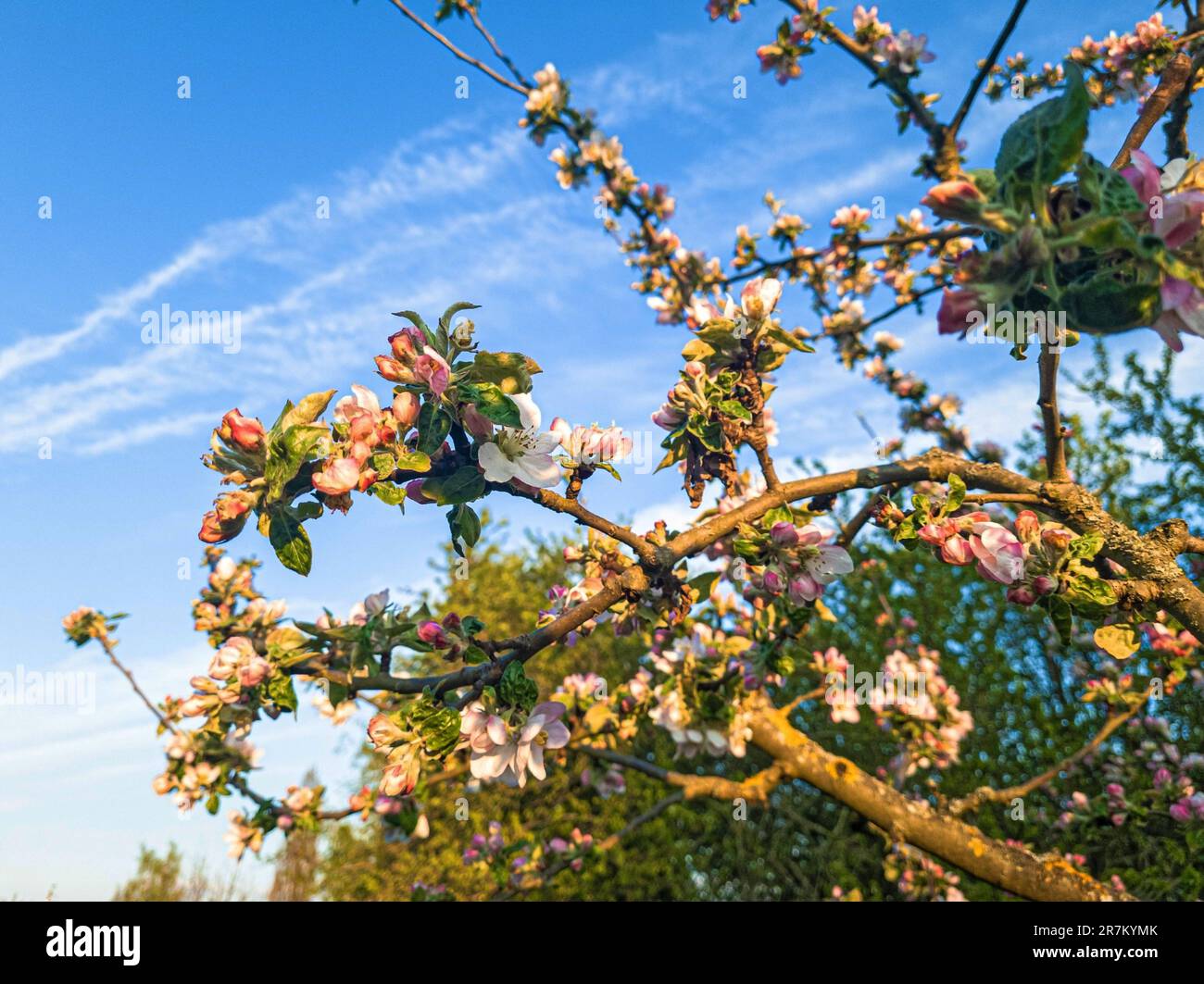 Close up of cherry blossoms on tree in orchard meadow during daytime ...