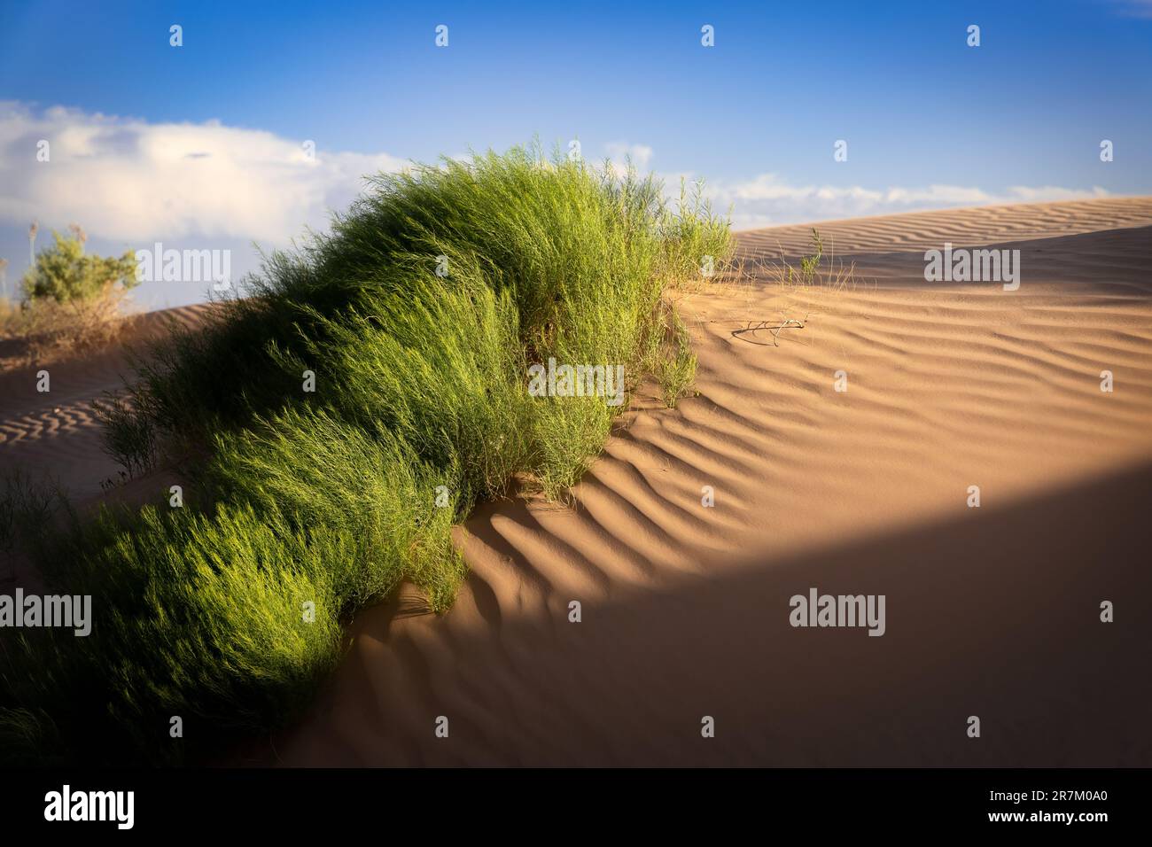 Sun light shines on green bushes in the desert on a sand dune near Horizon City, Texas. Stock Photo