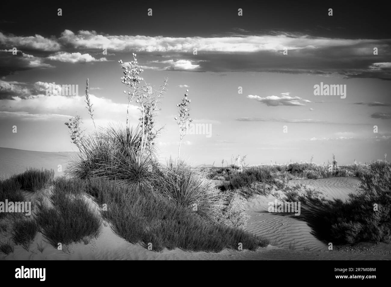 A dried yucca plant in the desert near Horizon City just east of El Paso, Texas. Stock Photo
