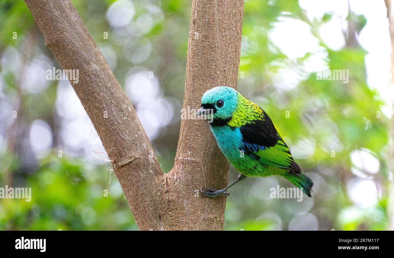 Tanager, bird of Atlantic Forest Stock Photo