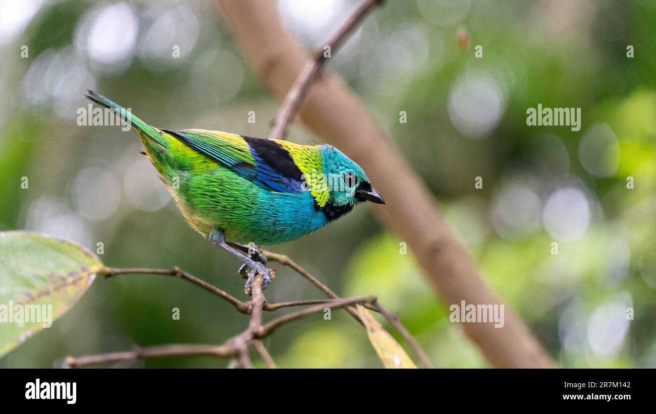 Tanager, bird of Atlantic Forest Stock Photo