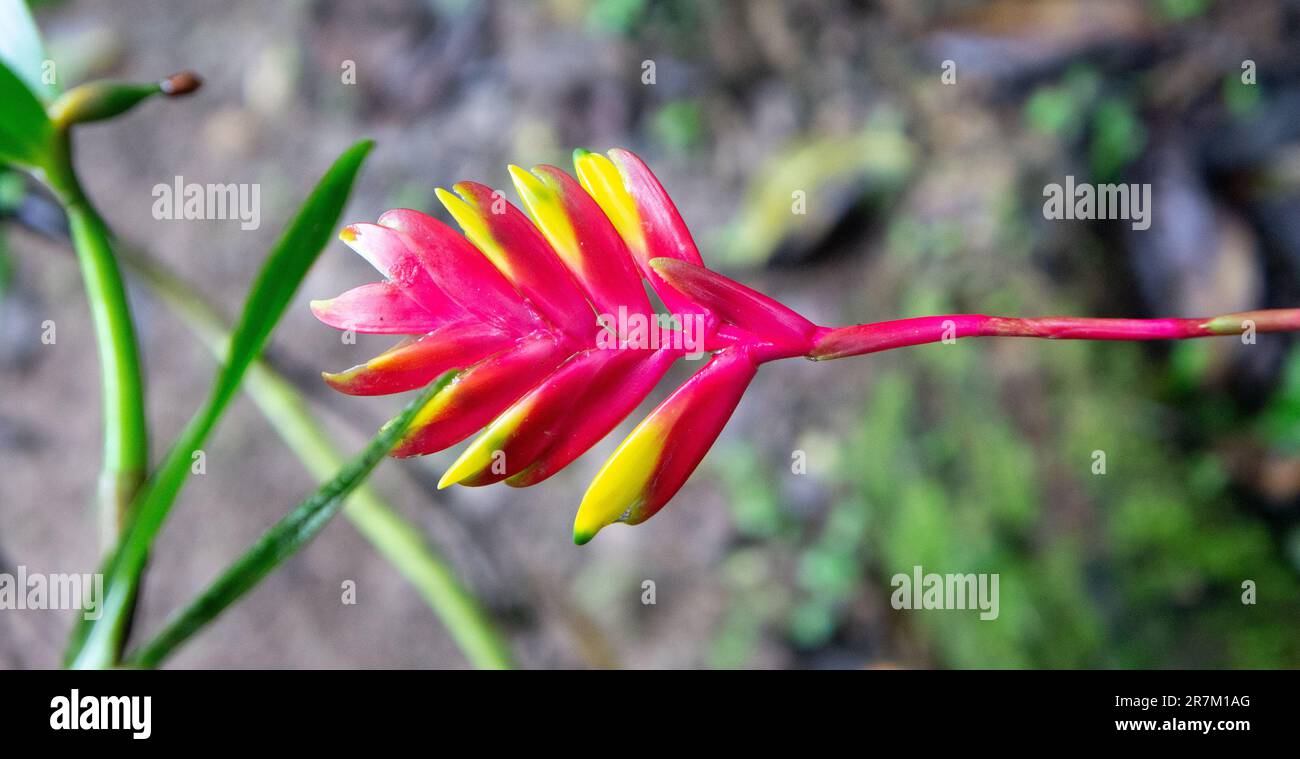 Red and yellow flower of an Atlantic forest bromeliad Stock Photo