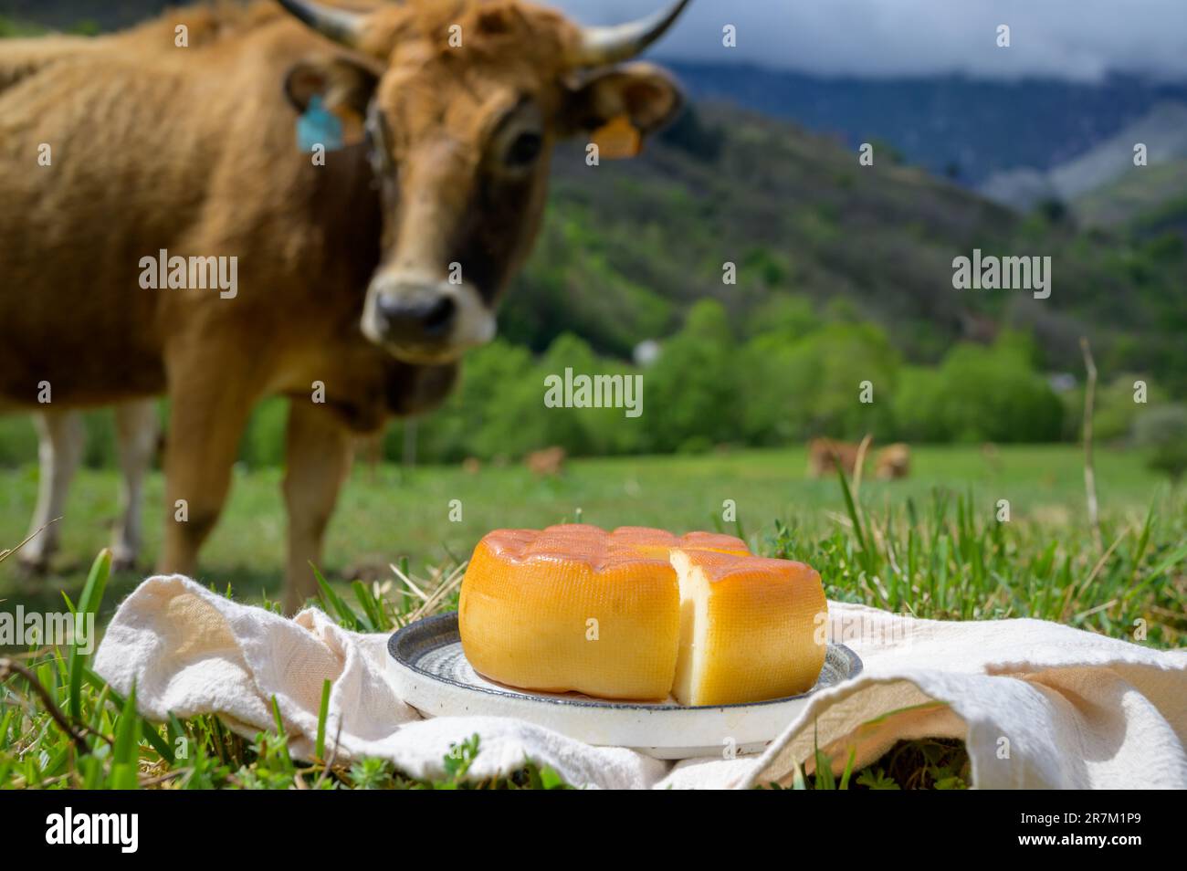 Spanish smoked hard cheese from Pria, made by rural dairy farmers in