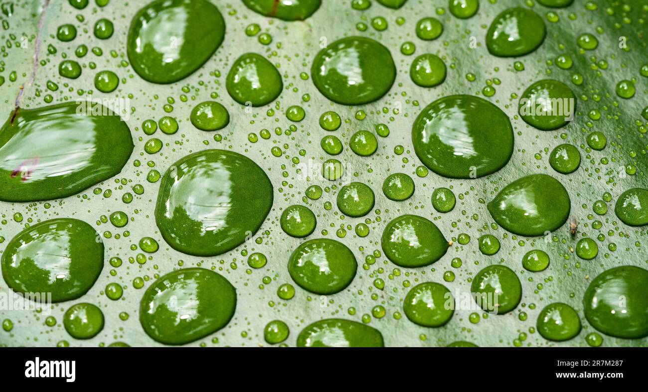 water drops on green background Stock Photo