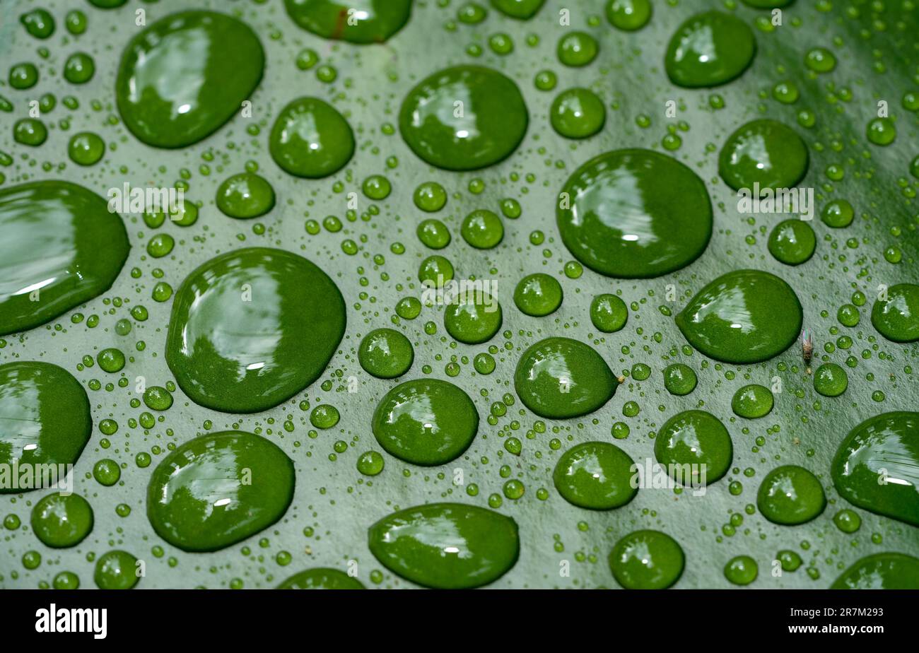 water drops on a leaf Stock Photo
