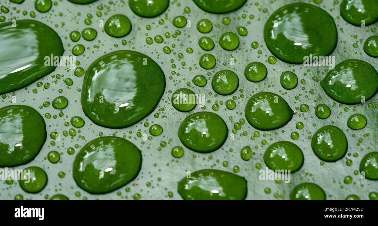water drops on green background 01 Stock Photo