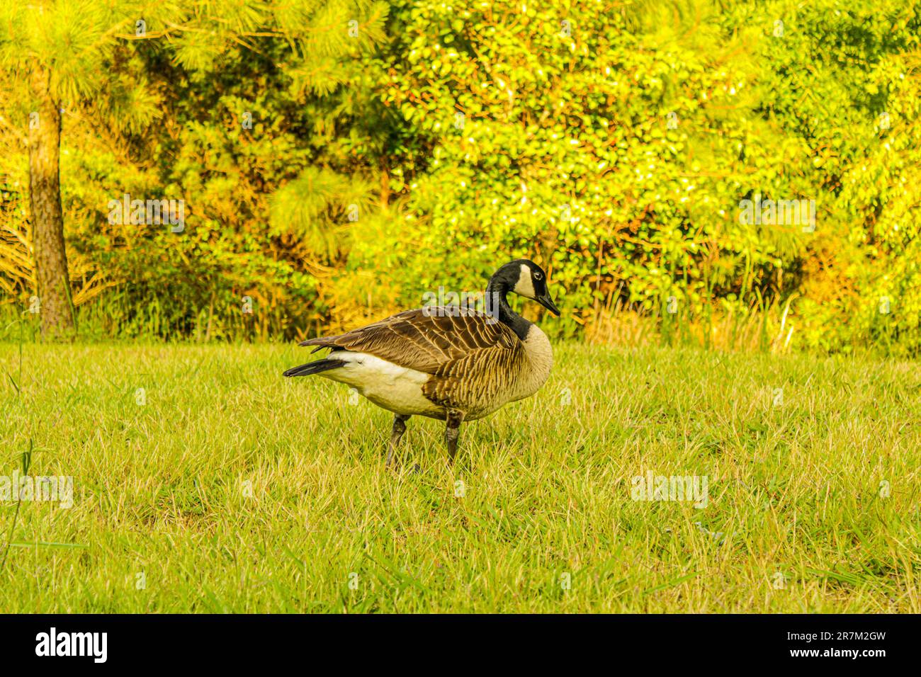Beautiful amazing Goose Bird At park National State Park VB Stock Photo ...
