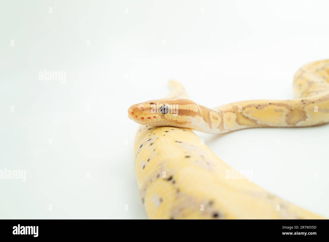 A lightcolored Banana Ball Python coiled on a white surface, with its
