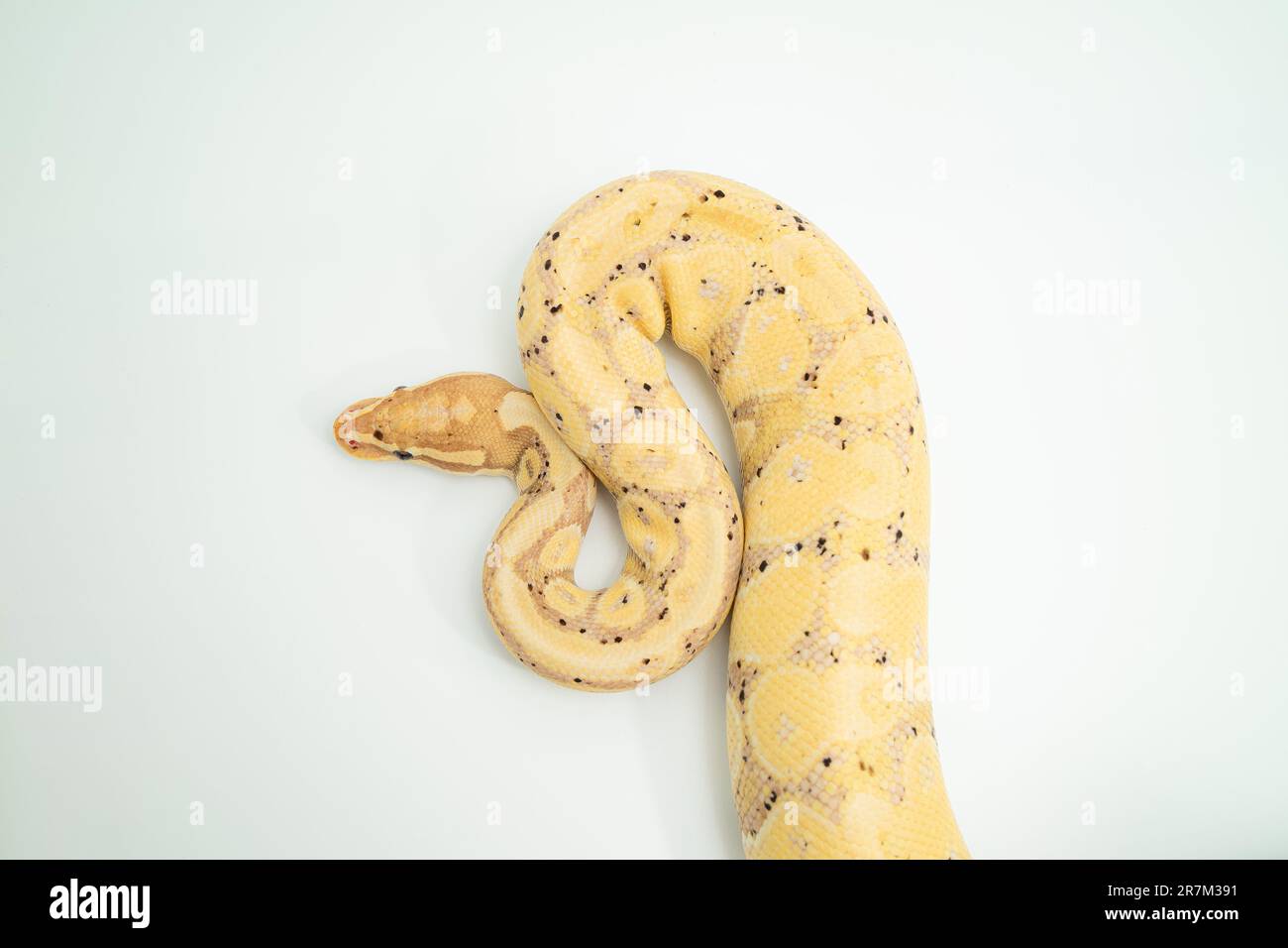 A lightcolored Banana Ball Python coiled on a white surface, with its