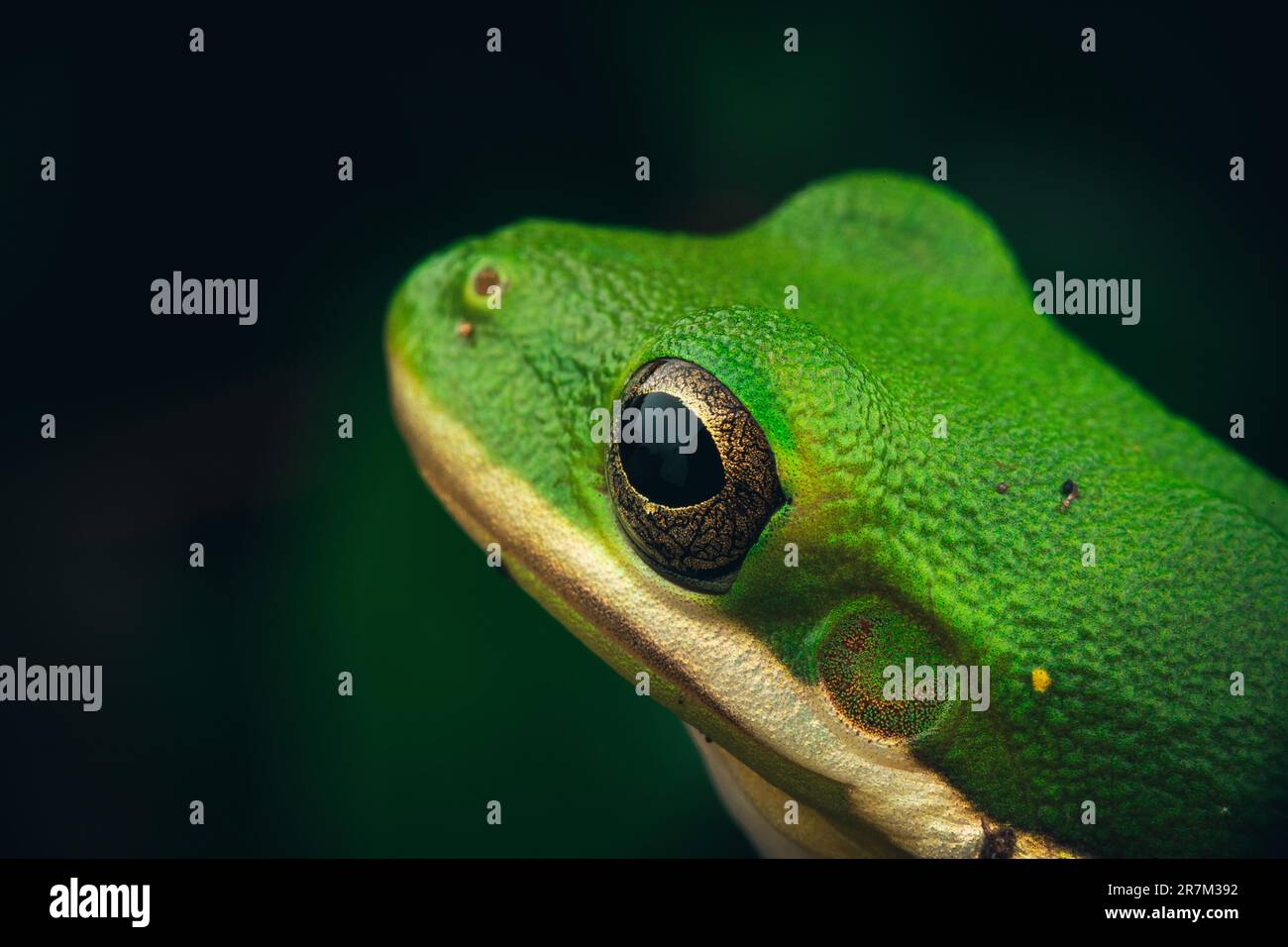 This stunning image captures a green tree frog in its natural habitat ...