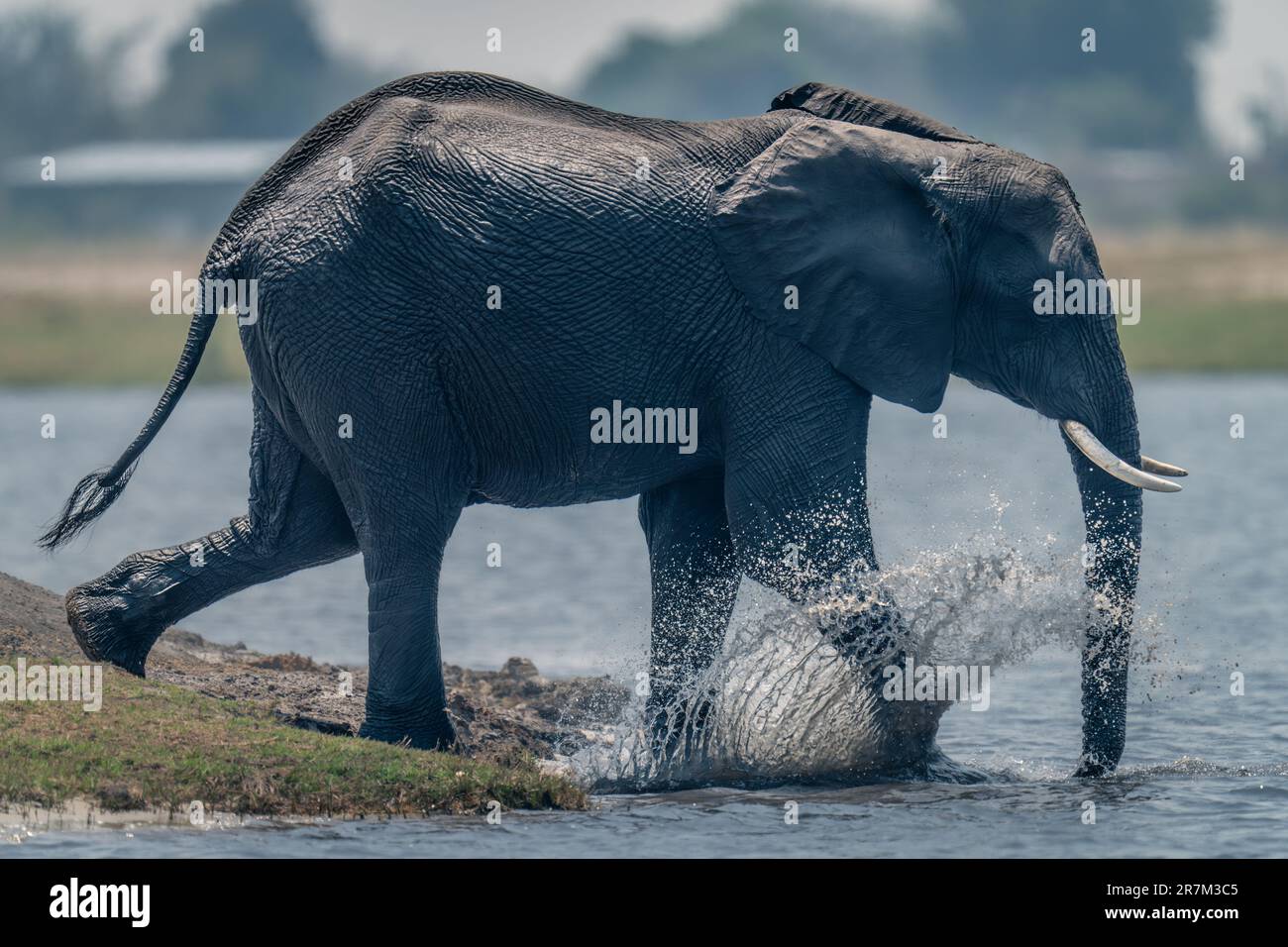 African bush elephant walks splashing into river Stock Photo - Alamy