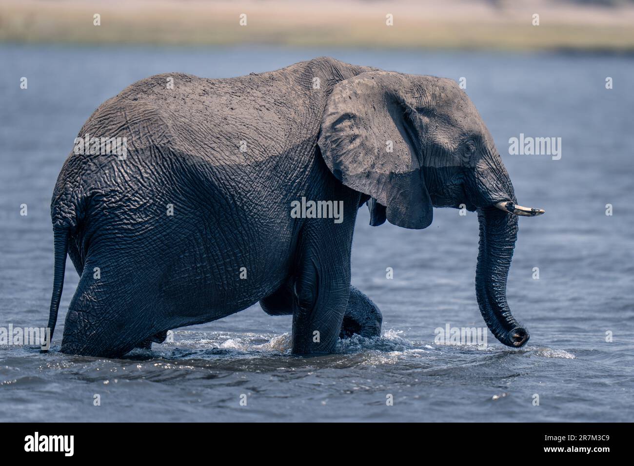 African bush elephant walks through shallow river Stock Photo - Alamy
