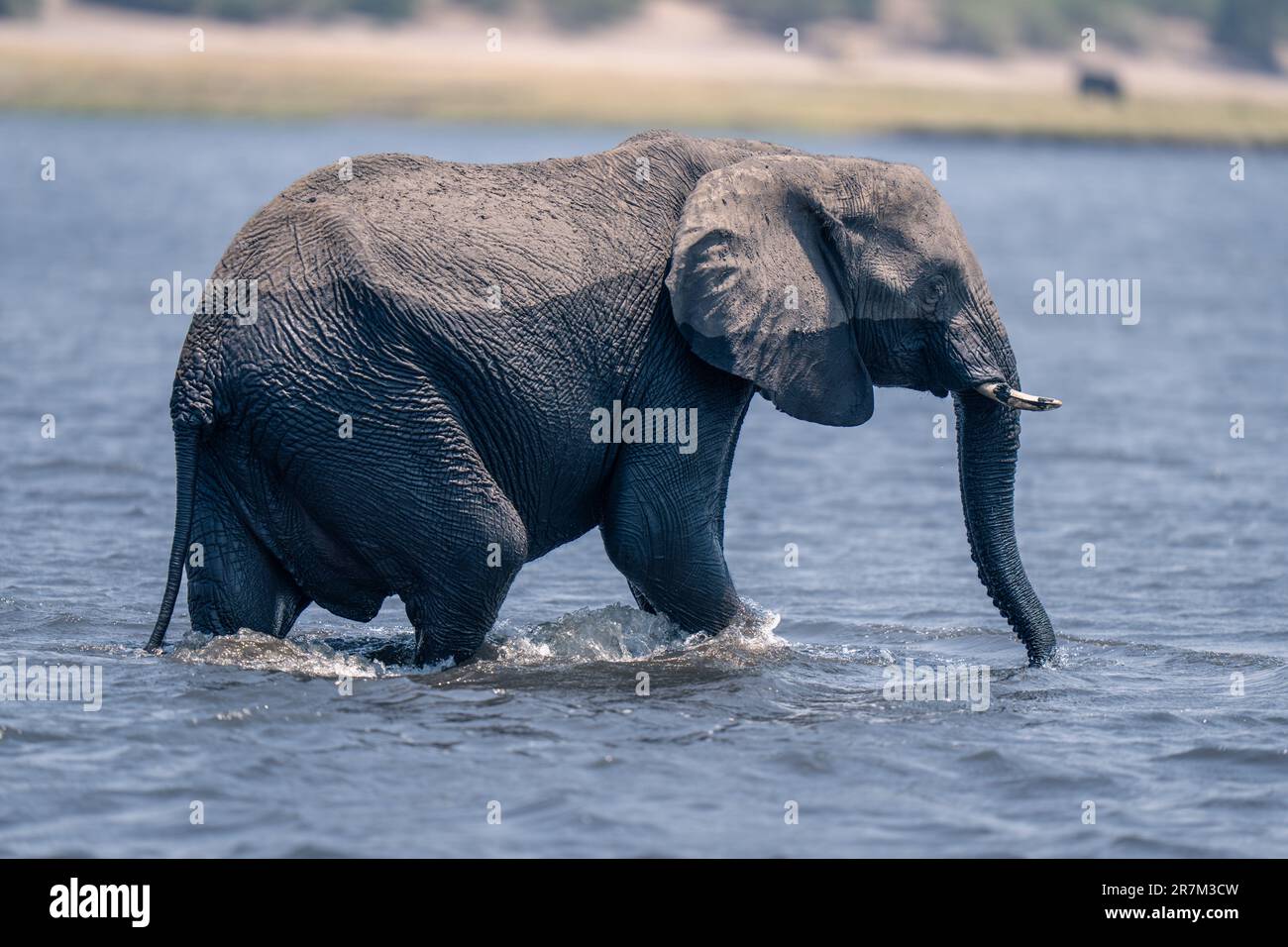 African bush elephant walks through calm river Stock Photo - Alamy