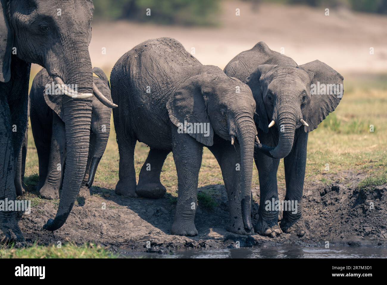 African bush elephants stand drinking on riverbank Stock Photo - Alamy