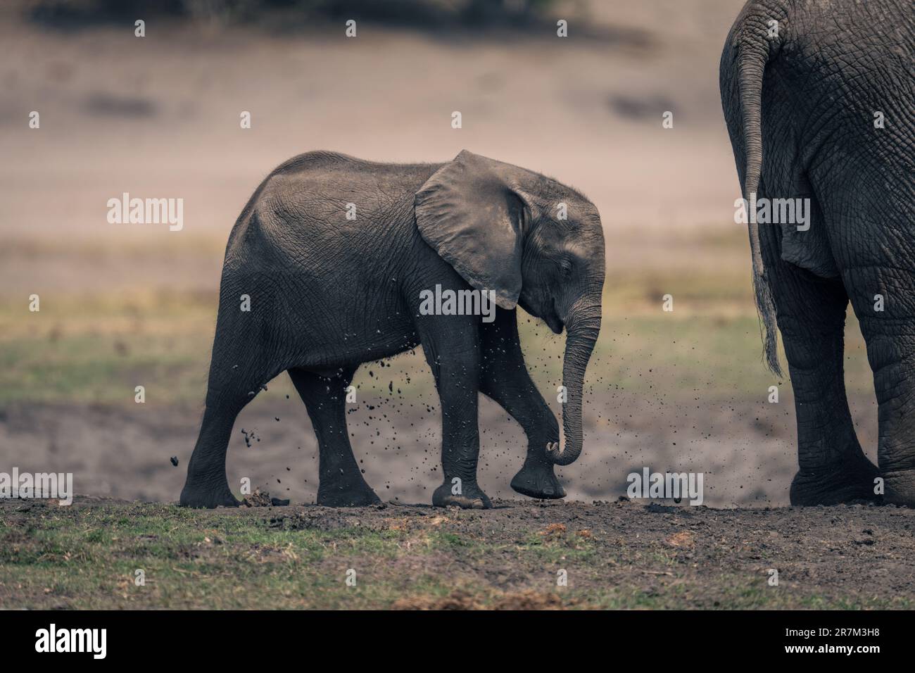 African elephant calf follows mother along riverbank Stock Photo - Alamy