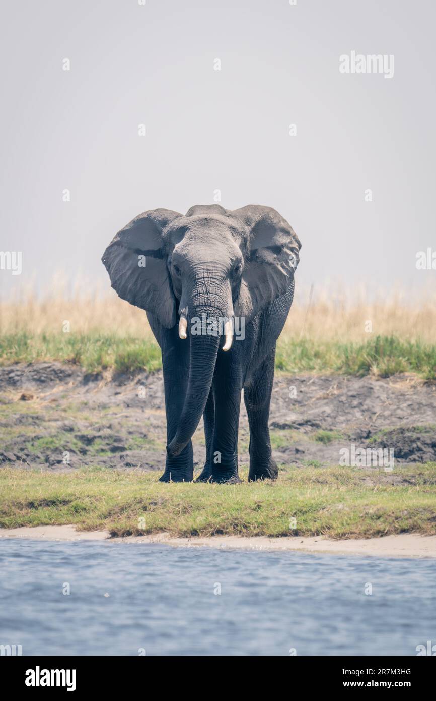 African elephant stands facing camera on riverbank Stock Photo - Alamy