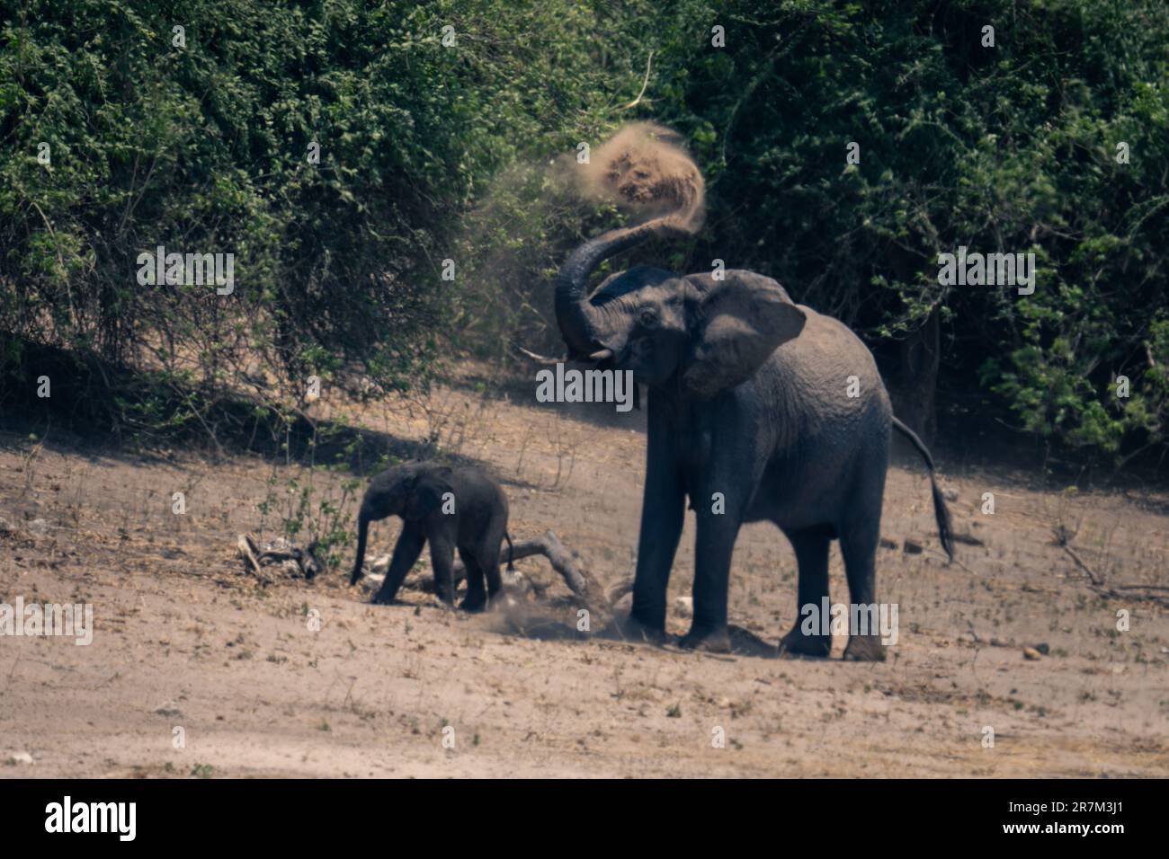 African elephant stands by calf throwing dust Stock Photo - Alamy