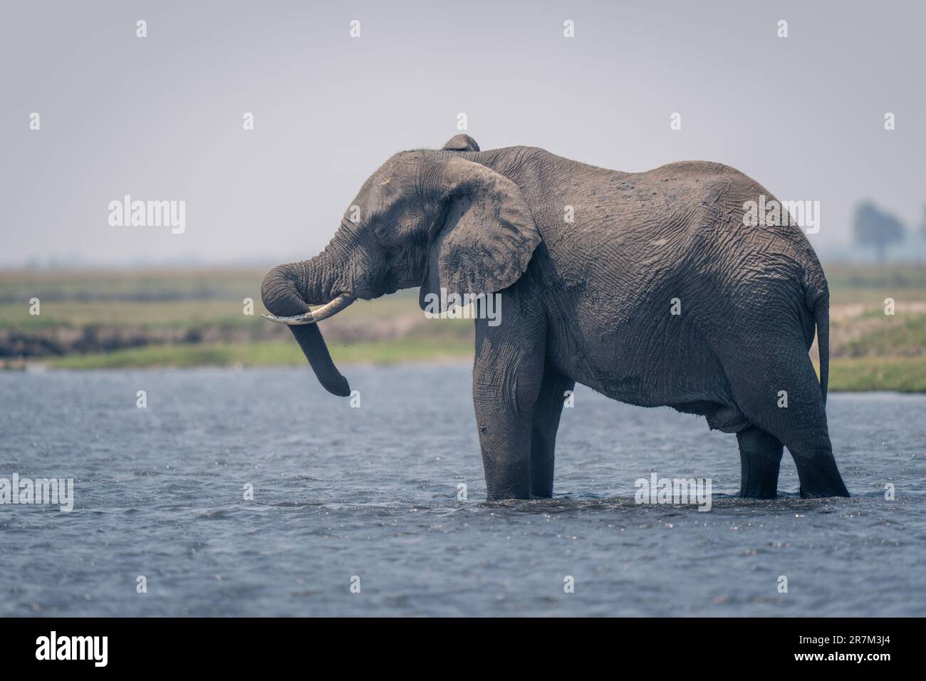 African elephant stands in shallows twisting trunk Stock Photo - Alamy