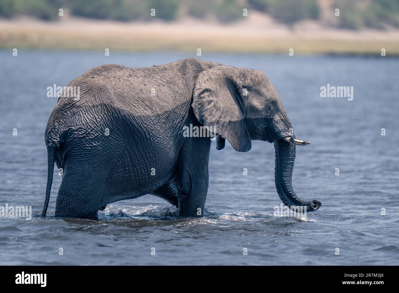 African elephant stands in river curling trunk Stock Photo - Alamy