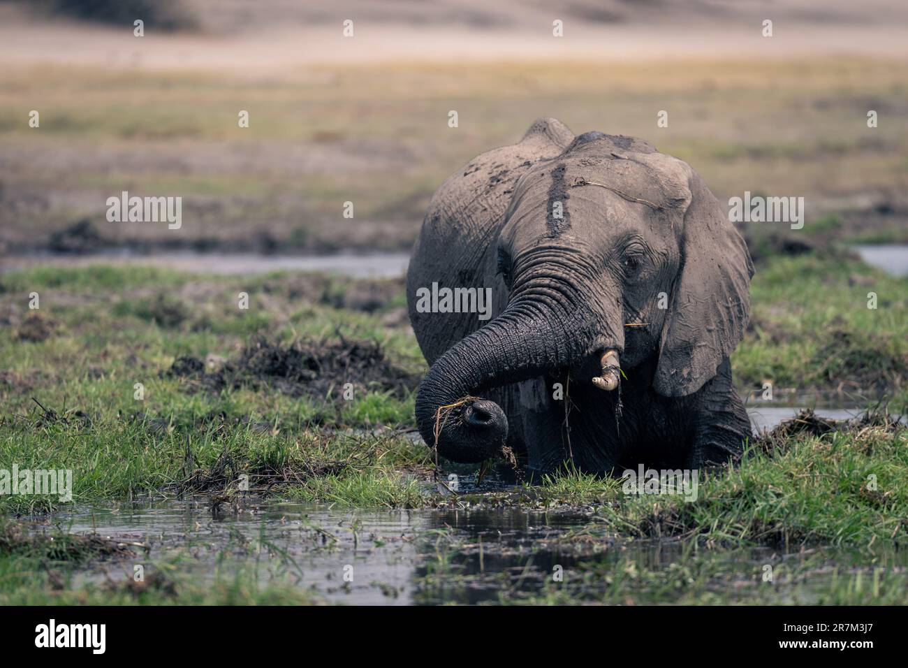 African elephant stands in grassy pool grazing Stock Photo - Alamy