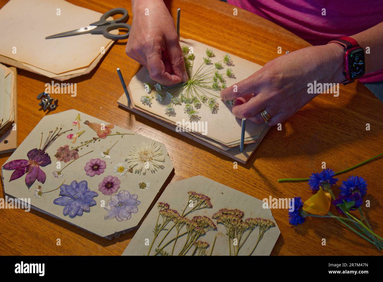 Flattening flowers hires stock photography and images Alamy