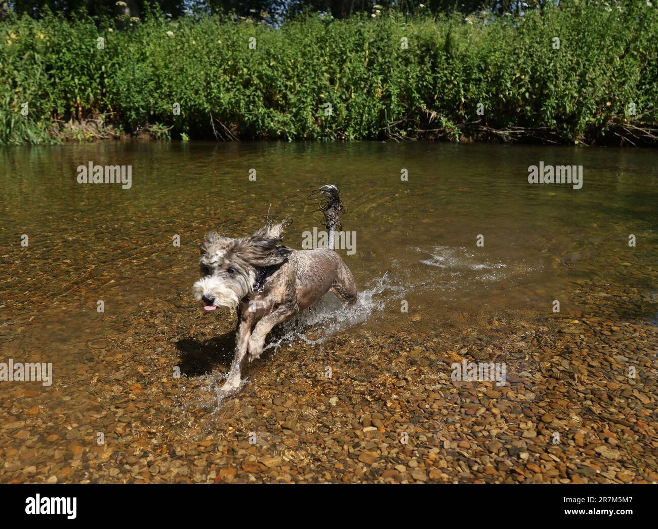 Cockerpoo in water hi-res stock photography and images - Alamy
