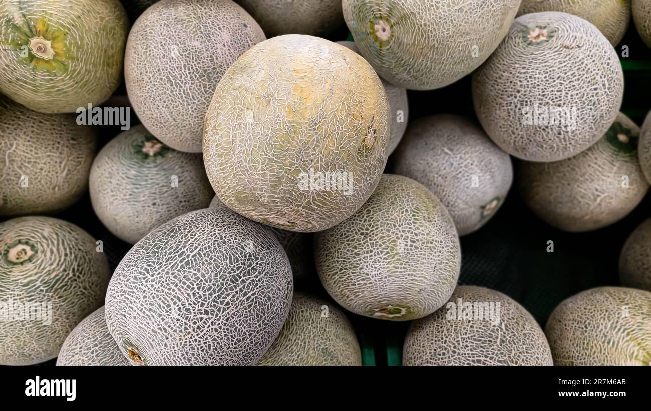 A group of melons or cantaloupe in a box. Melons background in a box