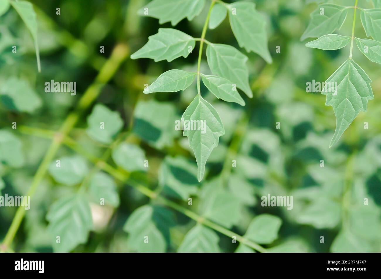 Cork tree, Indian cork tree or Millingtonia hortensis Linn or