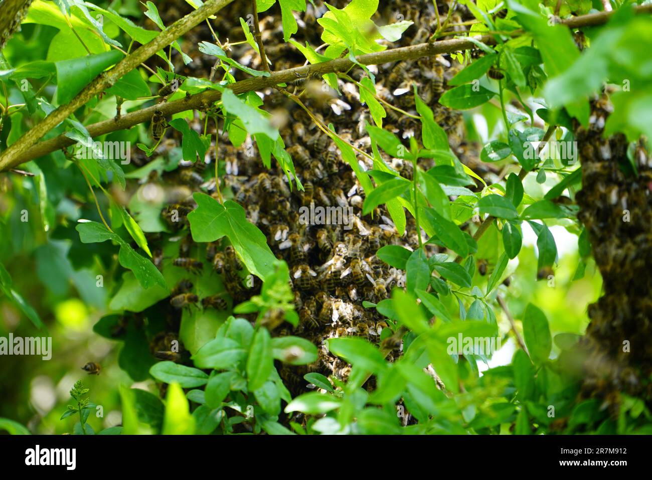 Swarm of Bees hanging in a tree Stock Photo