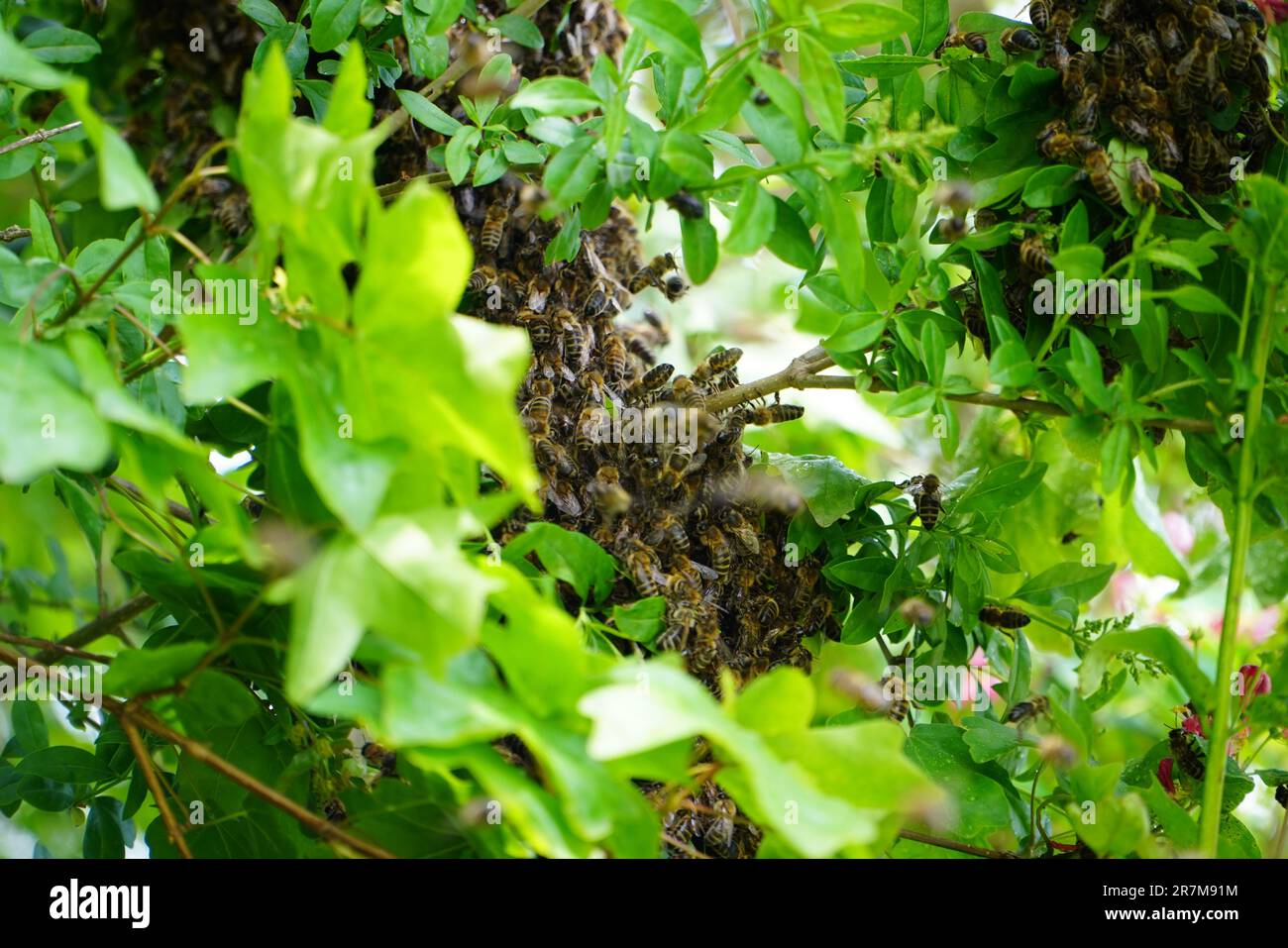 Swarm of Bees hanging in a tree Stock Photo