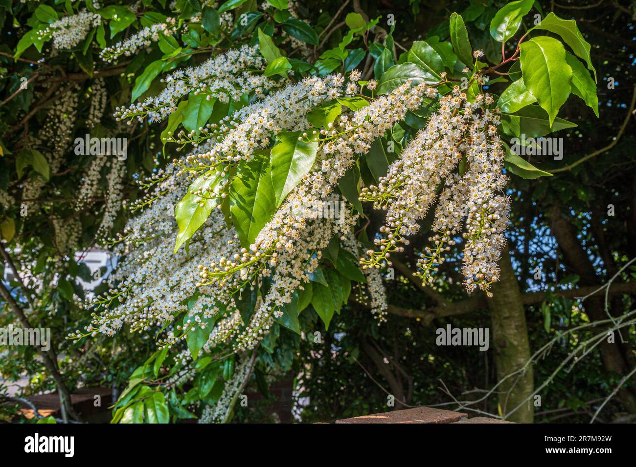 Portuguese laurel tree in full bloom. Stock Photo