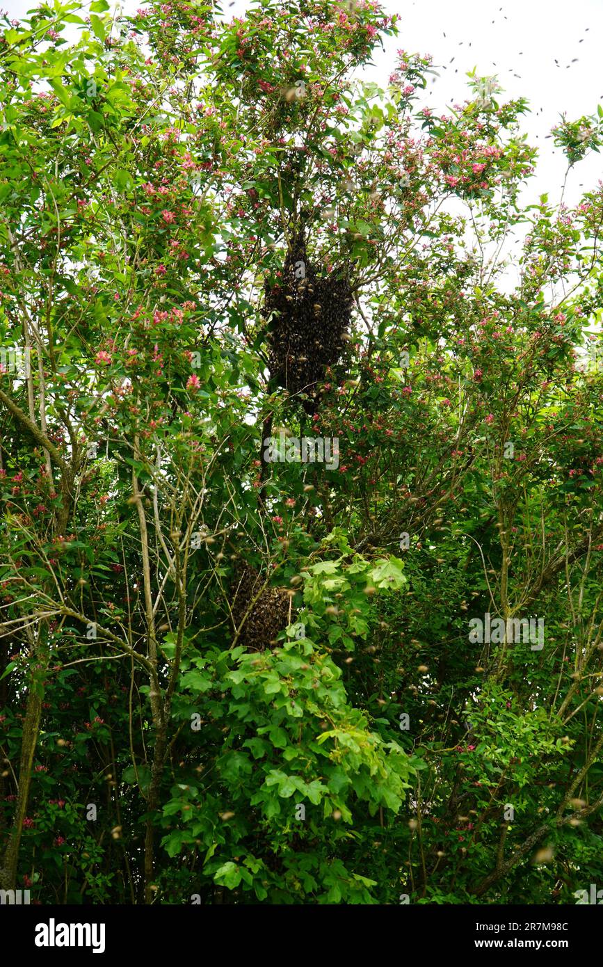 Swarm of Bees hanging in a tree Stock Photo