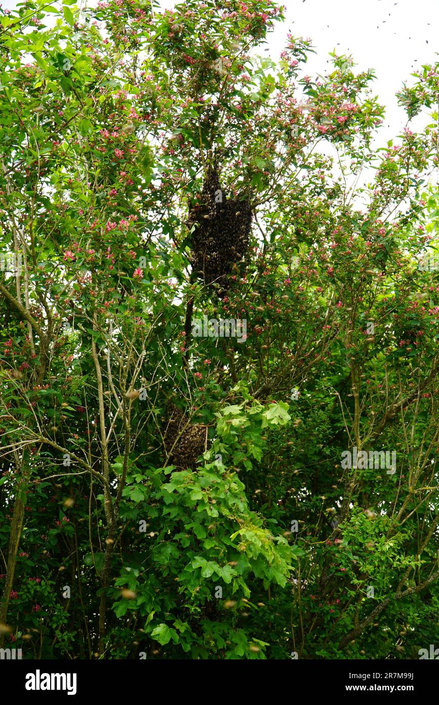Swarm of Bees hanging in a tree Stock Photo