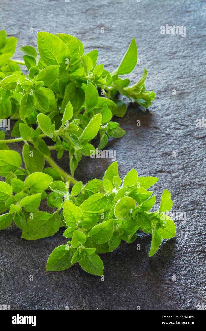 Marjoram / Origanum Herb Series No 5. Origanum Majorana. Marjorana. Stock Photo