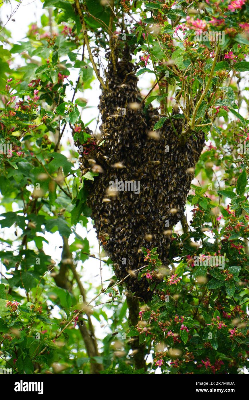 Swarm of Bees hanging in a tree Stock Photo