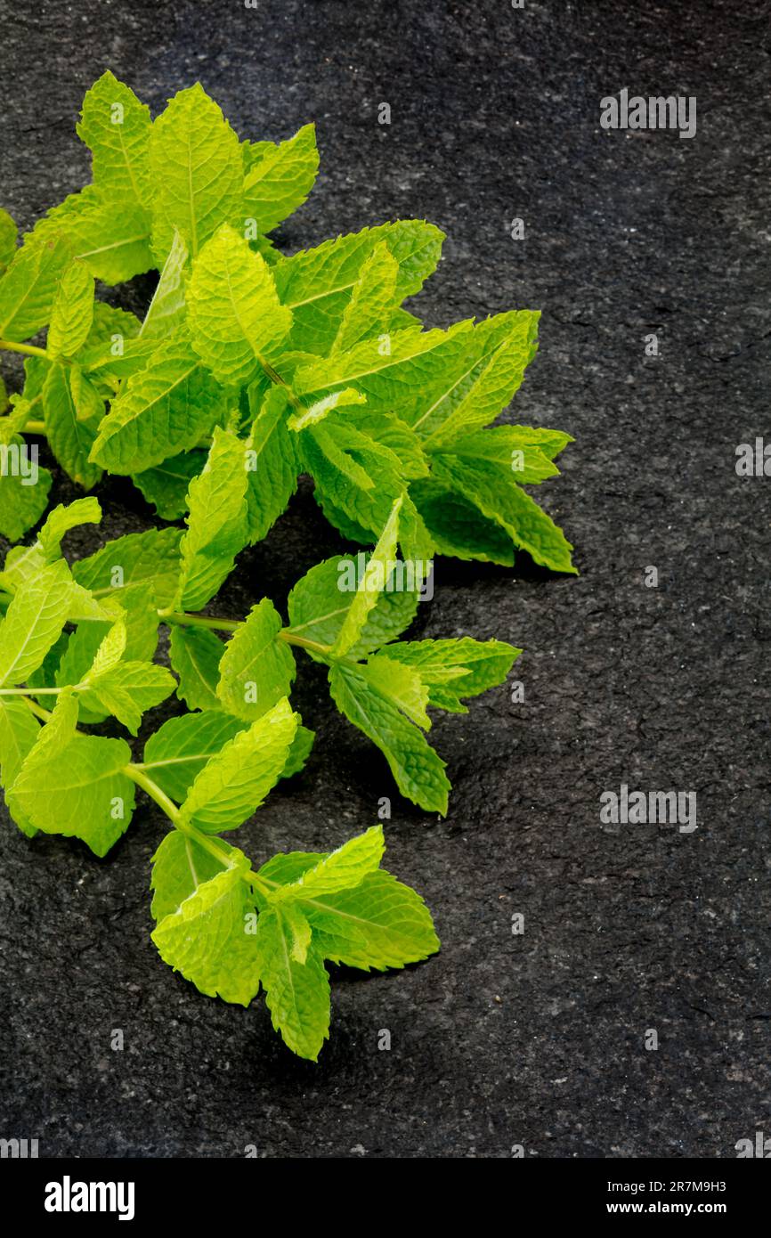 Mint Herb Series No 4. Mint. Mentha. Lamiaceae. Stock Photo