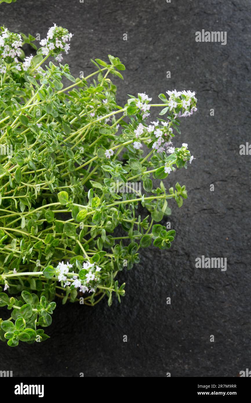 Thyme Herb Series No1.Thymus. Thyme on black stone. Stock Photo