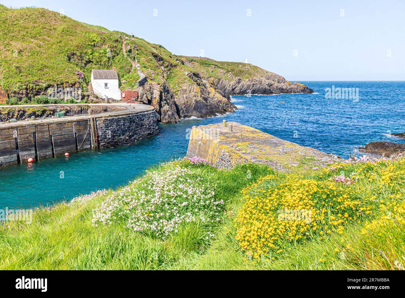 Sea Campion and Birds Foot Trefoil growing above the harbour at Porthgain on the St David's peninsula in the Pembrokeshire Coast National Park, Wales Stock Photo