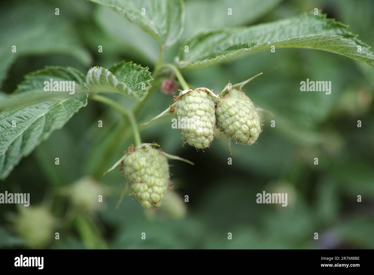 Green Raspberry