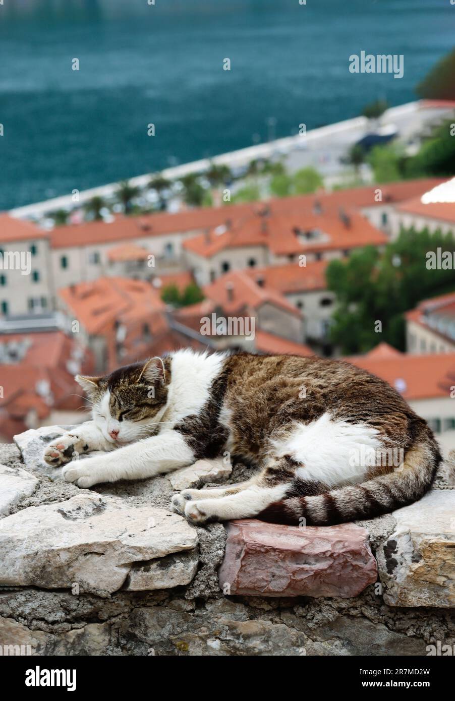 Cute Cat Sleeps Peacefully At The Sightseeing Point In The Old City In cute-cat-sleeps-peacefully-at-the-sightseeing-point-in-the-old-city-in