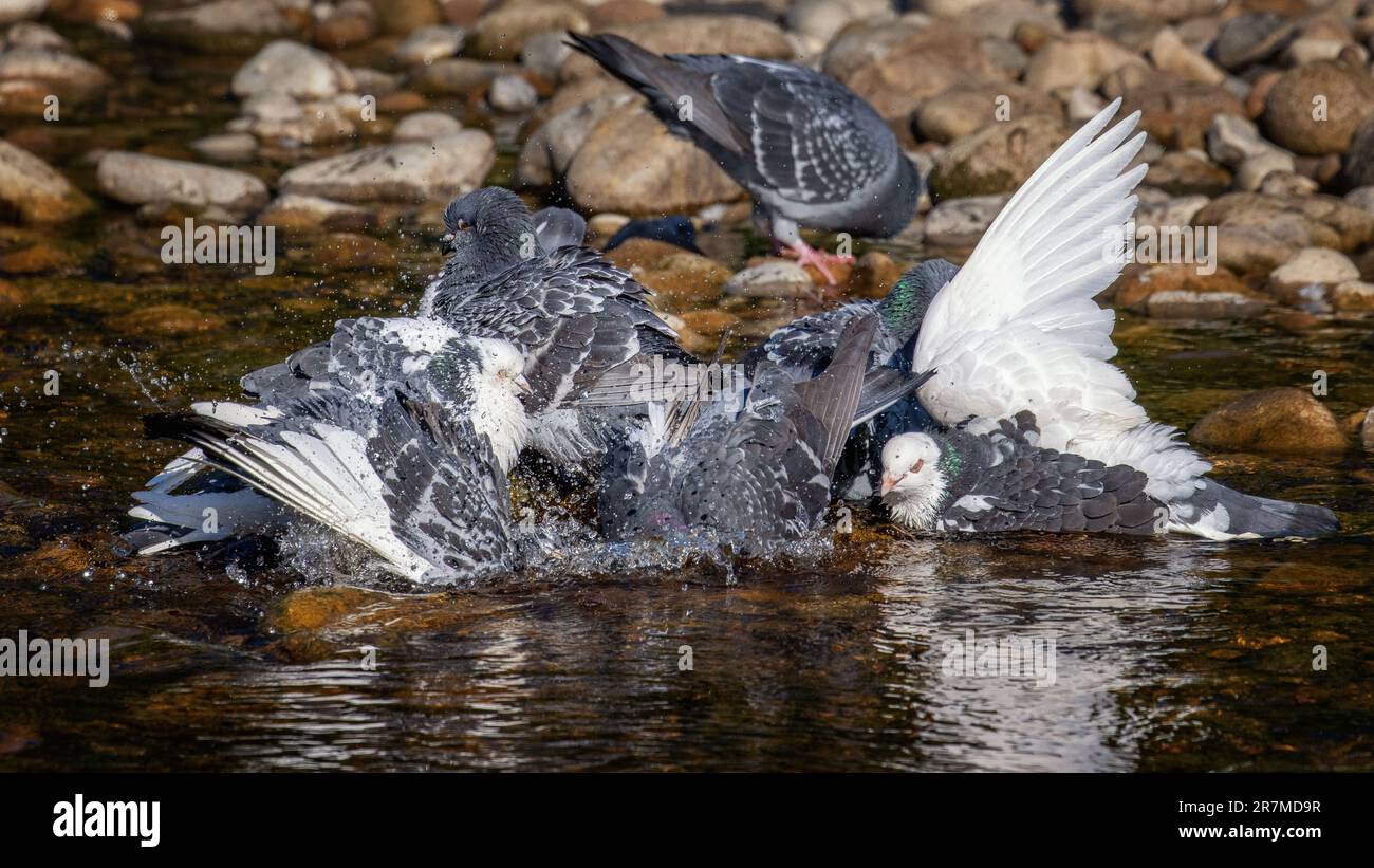 Feral pigeons splashing in the water taking an early morning communal bath in the River Wharfe during the heatwave, Bolton Abbey, N Yorks, England, UK Stock Photo